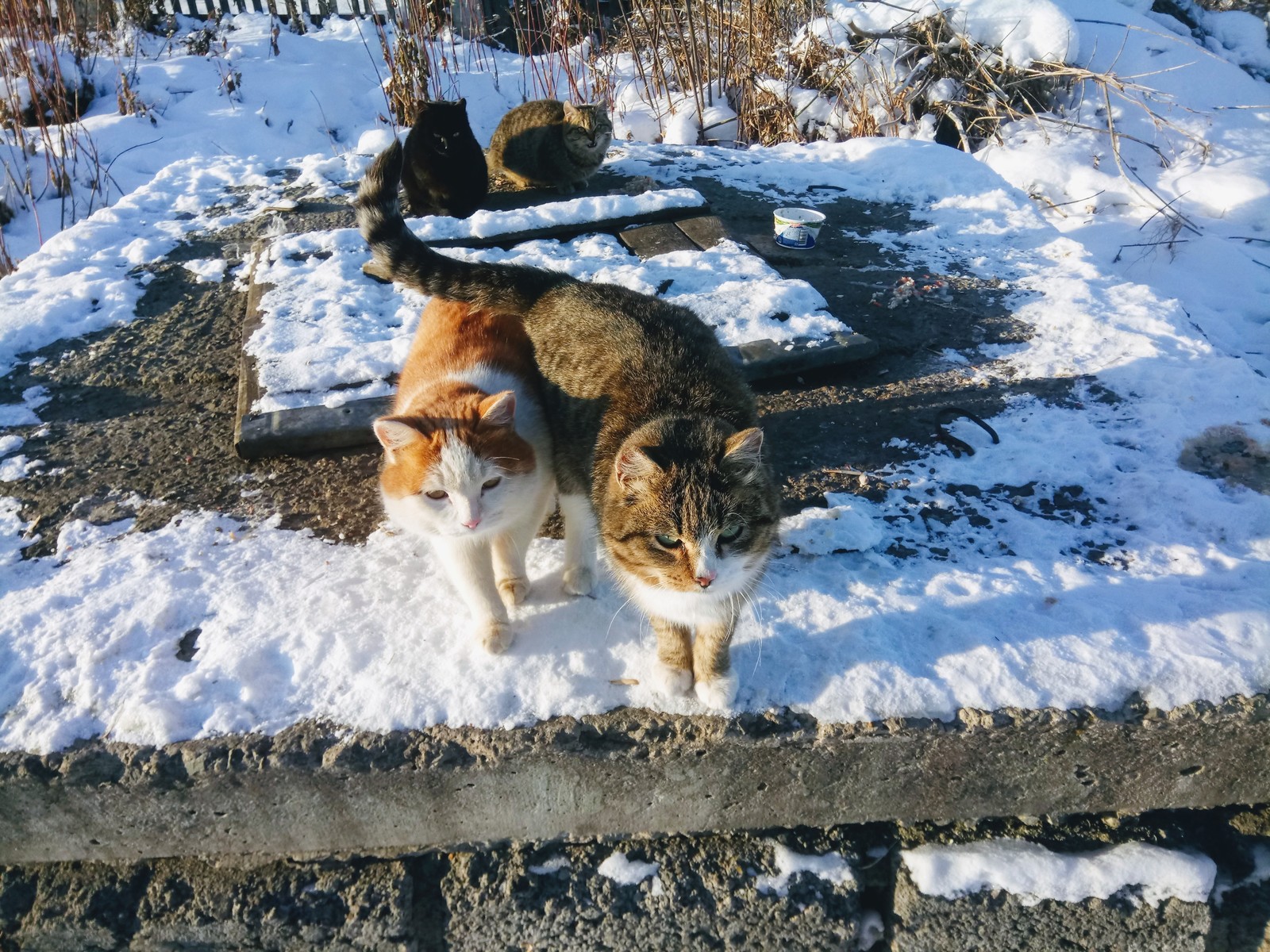 street beauties - My, Catomafia, March cats, Longpost, cat