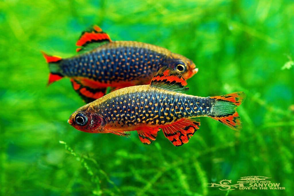 Danio margaritatus - Аквариум, Аквариумные рыбки