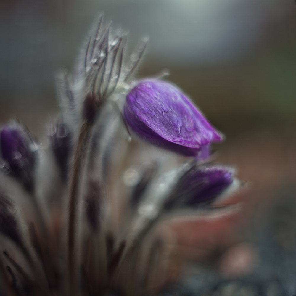 Sleep-grass of the Botanical Garden of Peter the Great, St. Petersburg - My, Dream herb, Lumbago, Flowers, Botanical Garden, Spring, Manual optics, My, Longpost