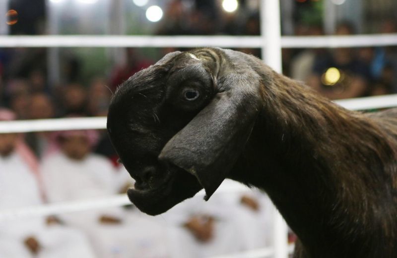 Hook-nosed goat auction in Jordan - Longpost, Humor, Animals, Auction, Funny, Oddities, The photo