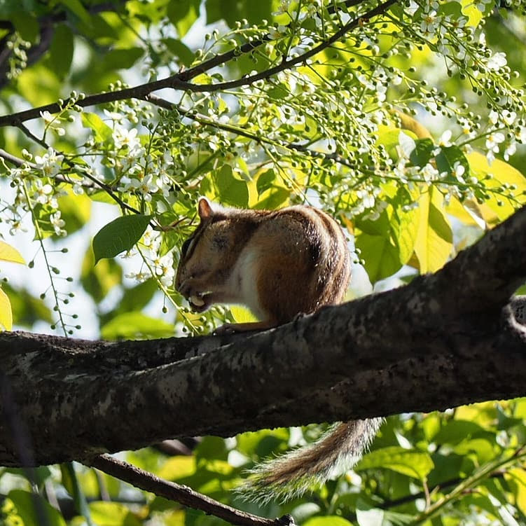 Chipmunk on bird cherry - My, Chipmunk, Dacha, , Olympus OM-D e-m10, crop, Longpost