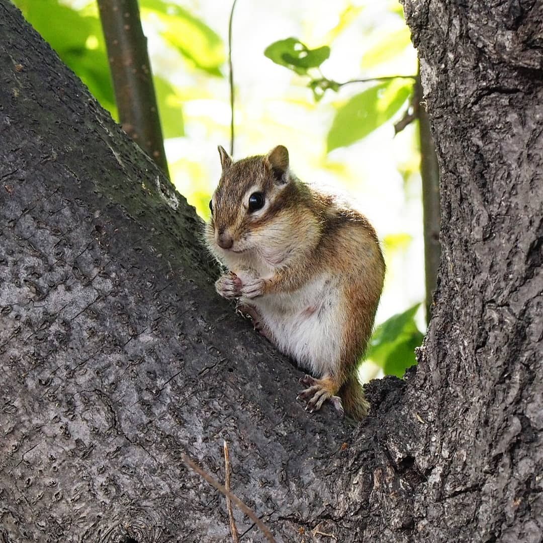 Chipmunk on bird cherry - My, Chipmunk, Dacha, , Olympus OM-D e-m10, crop, Longpost