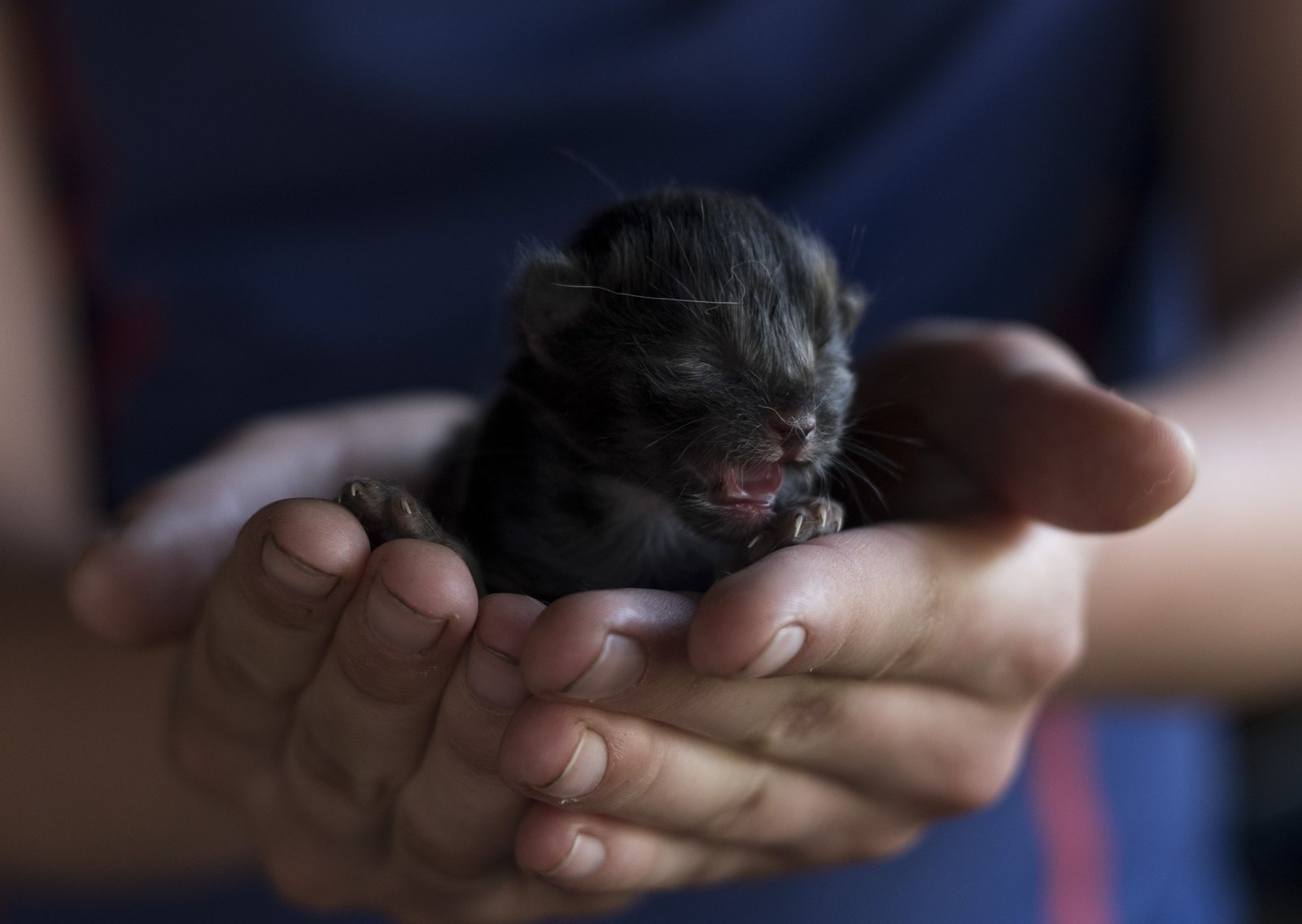 New life! - My, cat, Milota, Kittens, The photo, Arms, Young