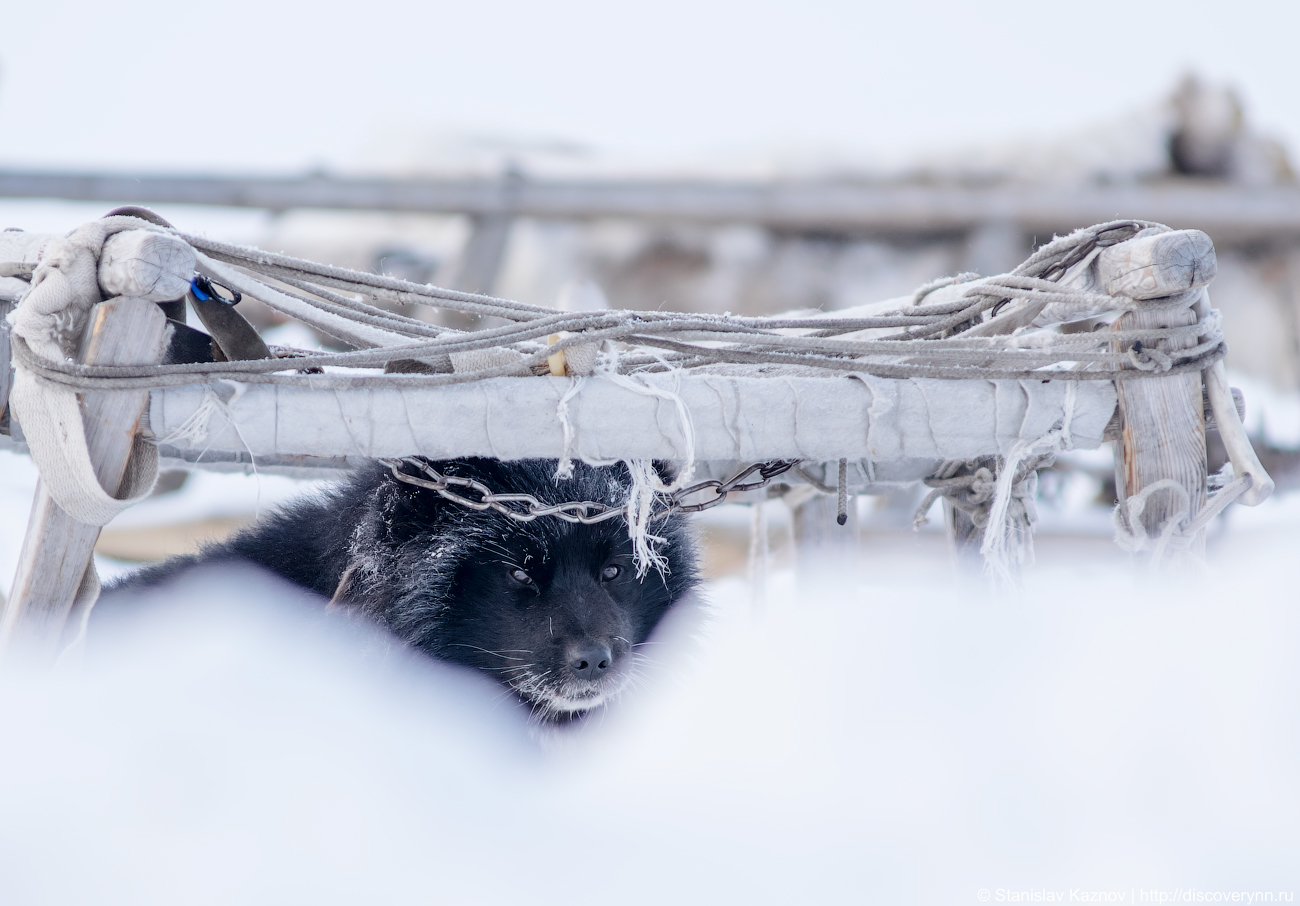 Yamal, beautiful and unforgettable... We will definitely be back! - My, Yamal, Salekhard, Photo tour, Travel across Russia, Longpost