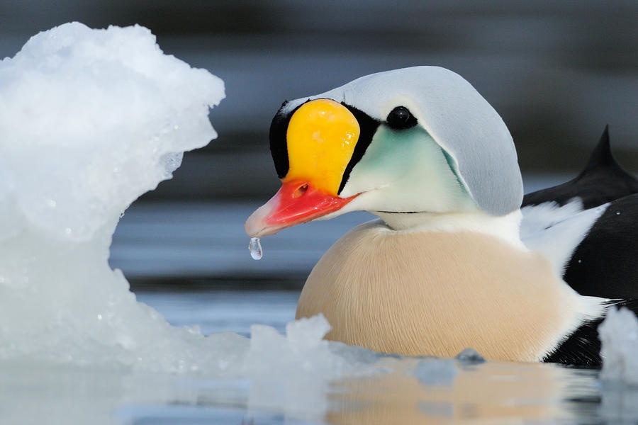 Bird Photography Contest Winners - Birds, The photo, beauty, Longpost, Interesting