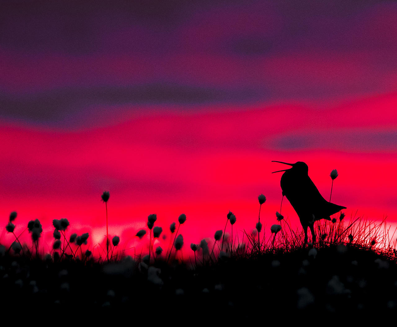 Bird Photography Contest Winners - Birds, The photo, beauty, Longpost, Interesting