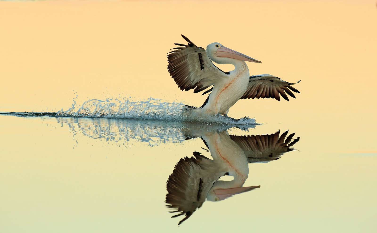 Bird Photography Contest Winners - Birds, The photo, beauty, Longpost, Interesting