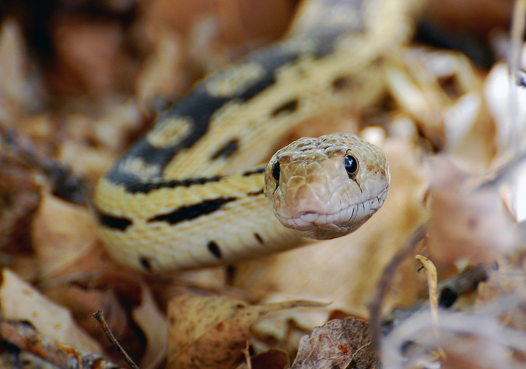 Terribly glad to see you - Snake, Reptiles, Longpost