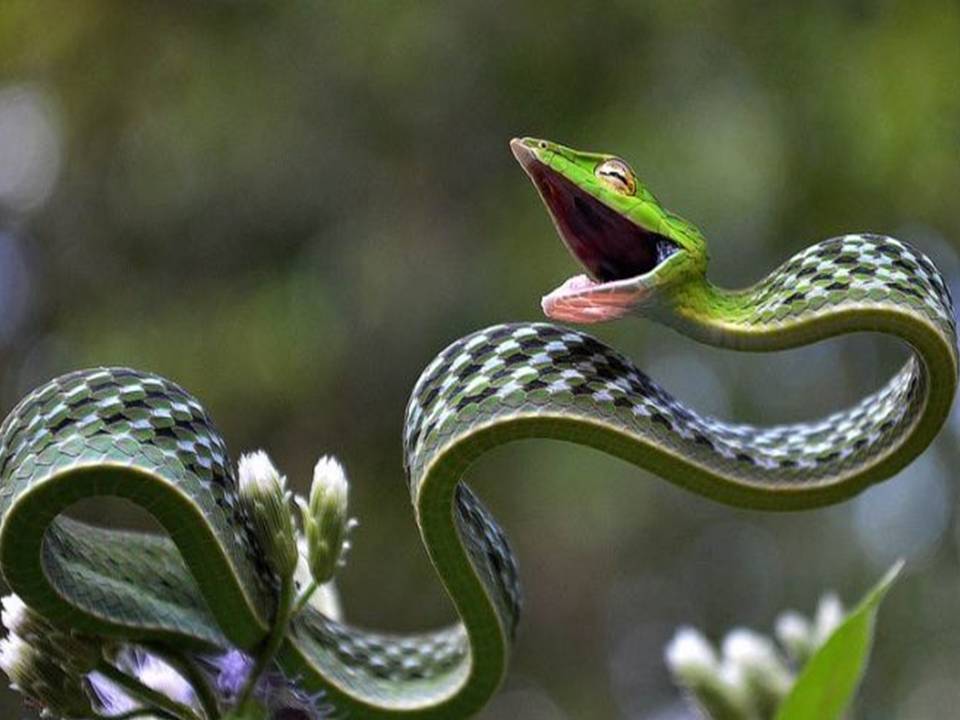 Terribly glad to see you - Snake, Reptiles, Longpost