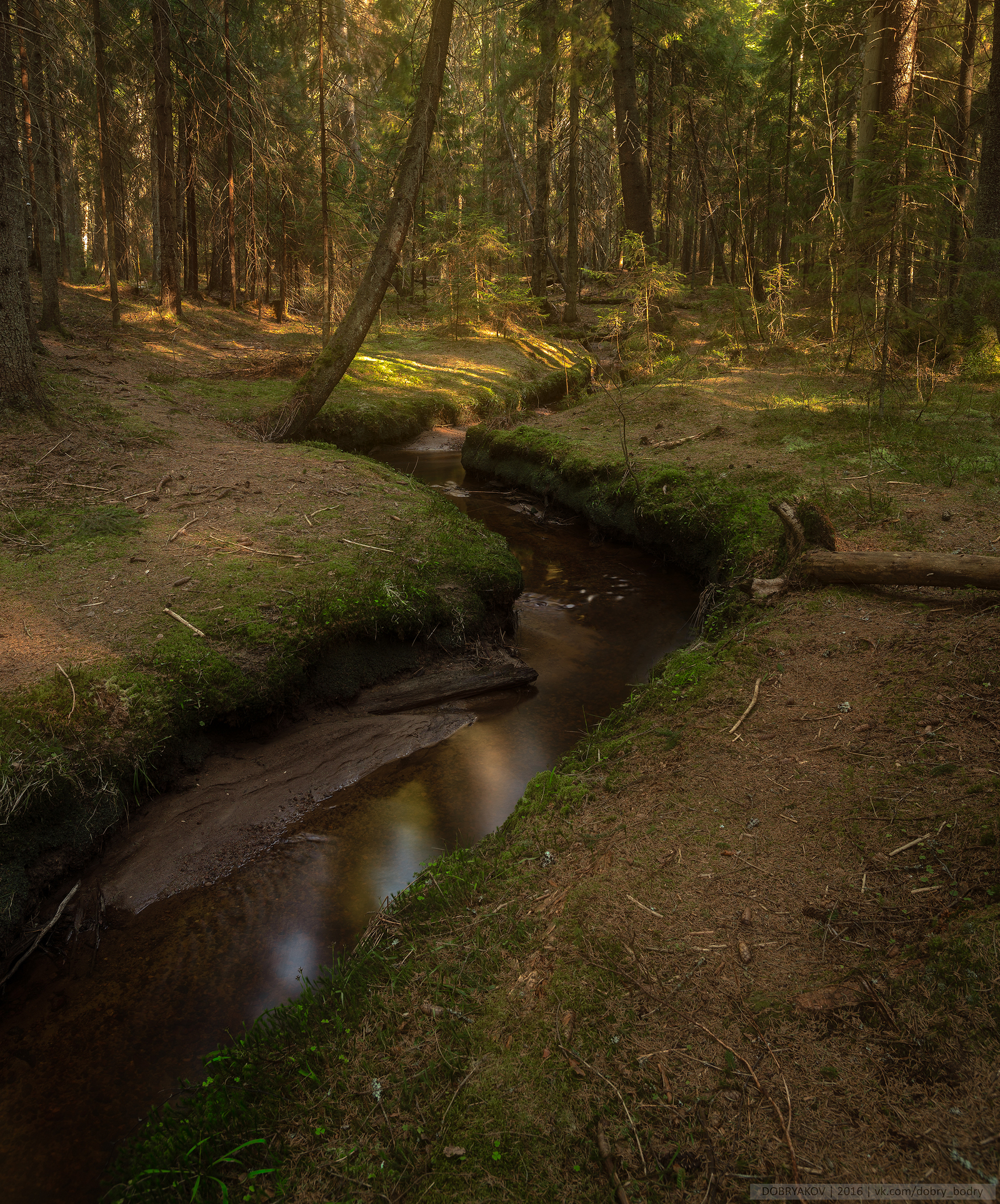 forest stream - My, Forest, The photo, Landscape, Stream, Nikon