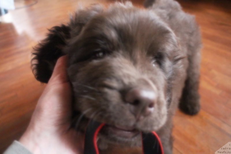 2 months to 2 years - My, Newfoundland, Dog, Friend, Longpost