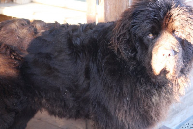 2 months to 2 years - My, Newfoundland, Dog, Friend, Longpost