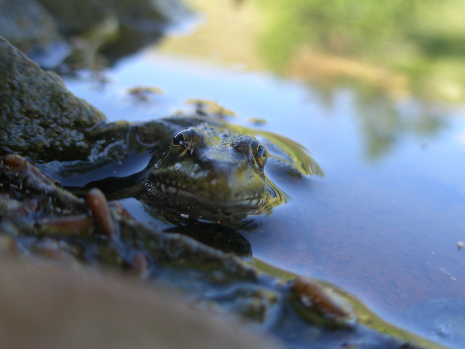 Frog - My, Frogs, Nature, The photo