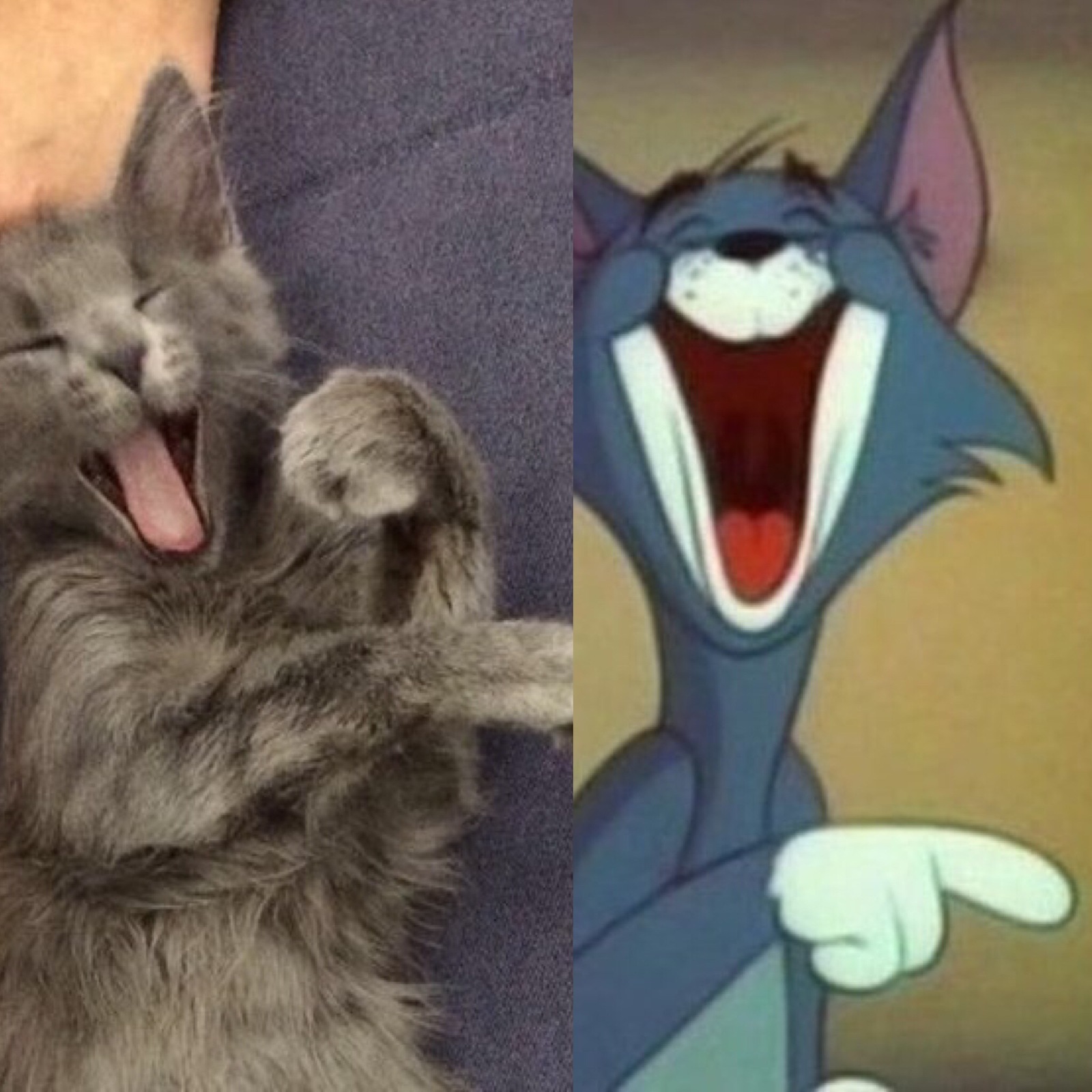 My first post. Noticed similarities - My, cat, Tom and Jerry, Similarity, Longpost