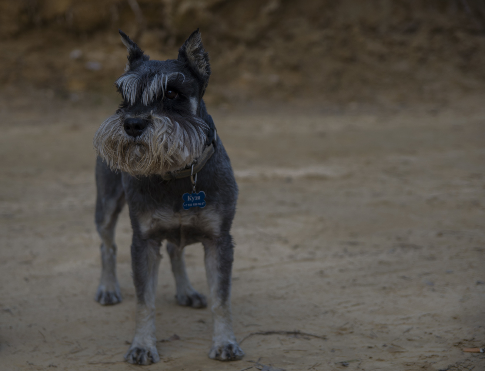 A compilation of nice boys and girls I've met in the past week. - My, Dog, Cur, Homemade, Miniature schnauzer, Sheepdog, Labrador, Longpost