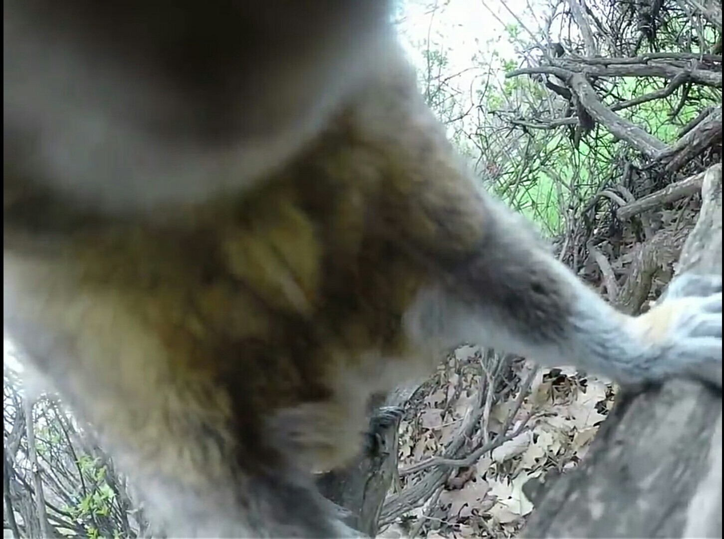 Squirrel stole GoPro and fled - Squirrel, GoPRO, Stolen, Погоня, The crime, Theft