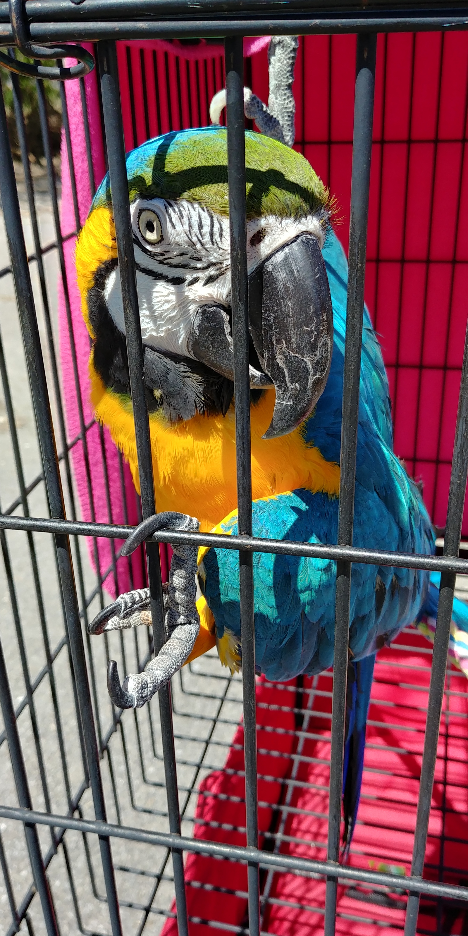 Walking macaw (shelter) - My, Macaw parrots, A parrot, Shelter