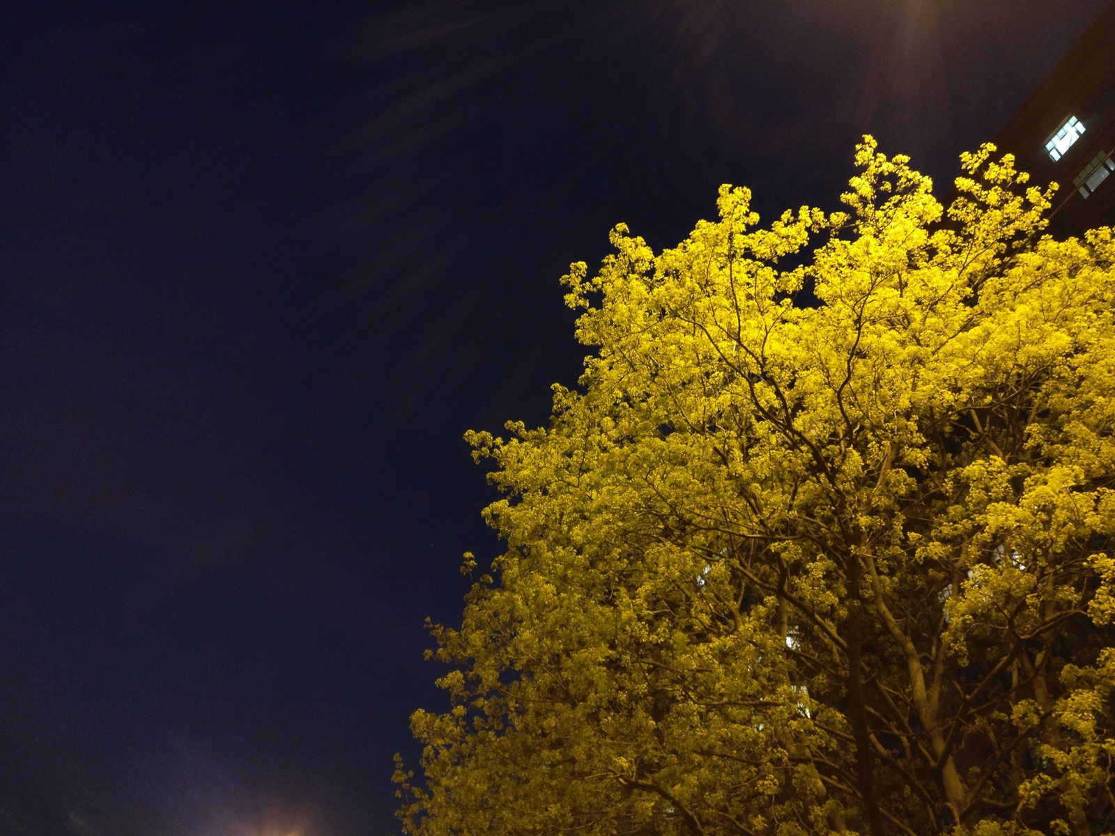 Nice - My, Night, Saint Petersburg, Tree, Nature, The photo, Mobile photography, Oneplus 3t