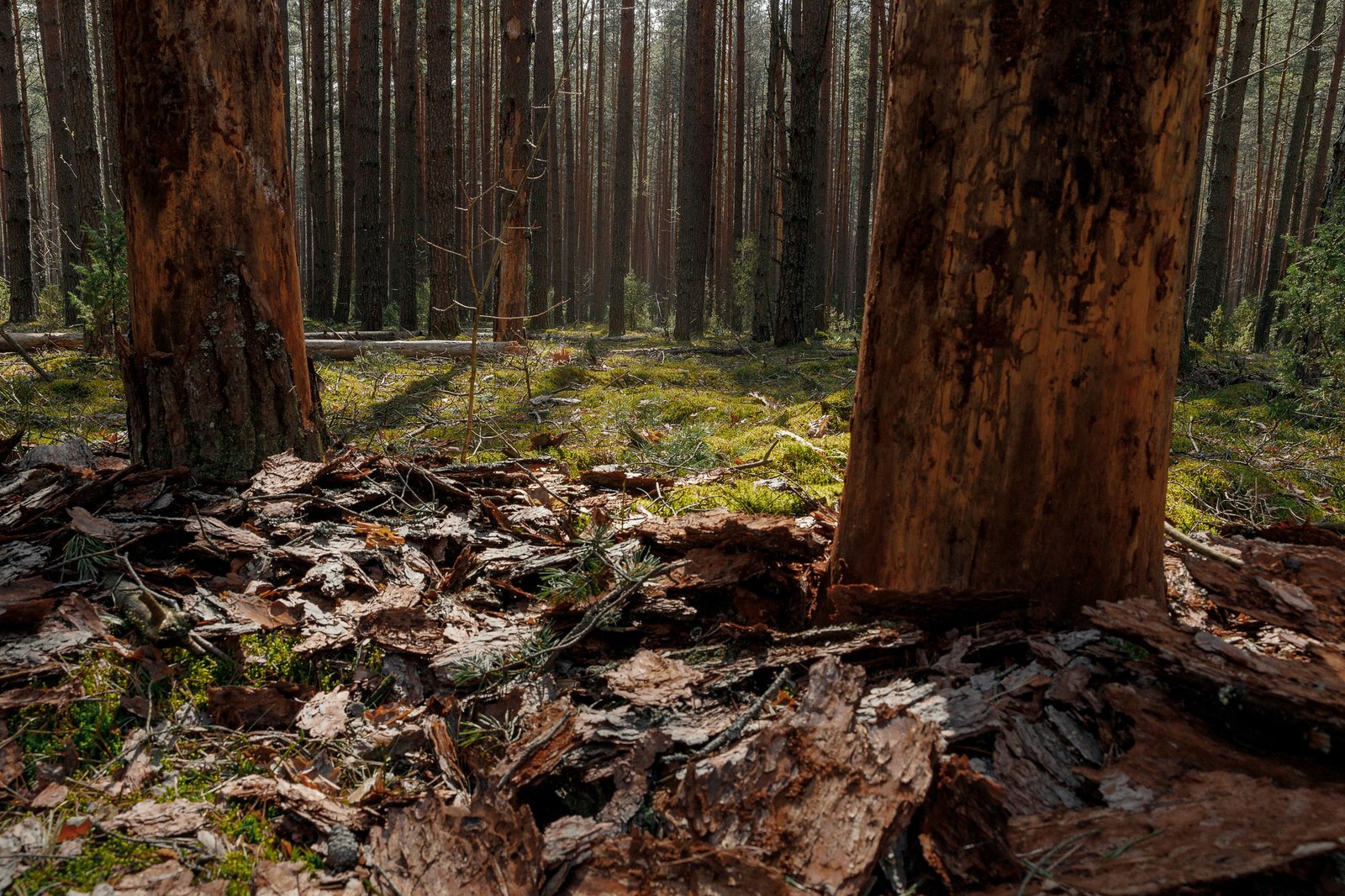 A piece of forest in your feed - My, Tver, Photographer, Landscape, Nature