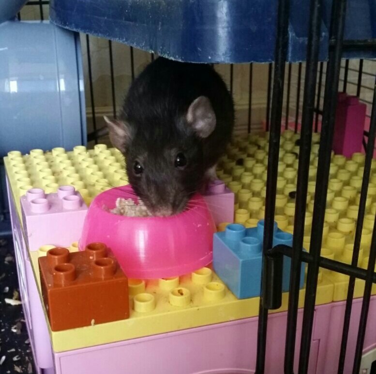 Zuma eats porridge - My, Decorative rats, Care and maintenance, Pet, Pets