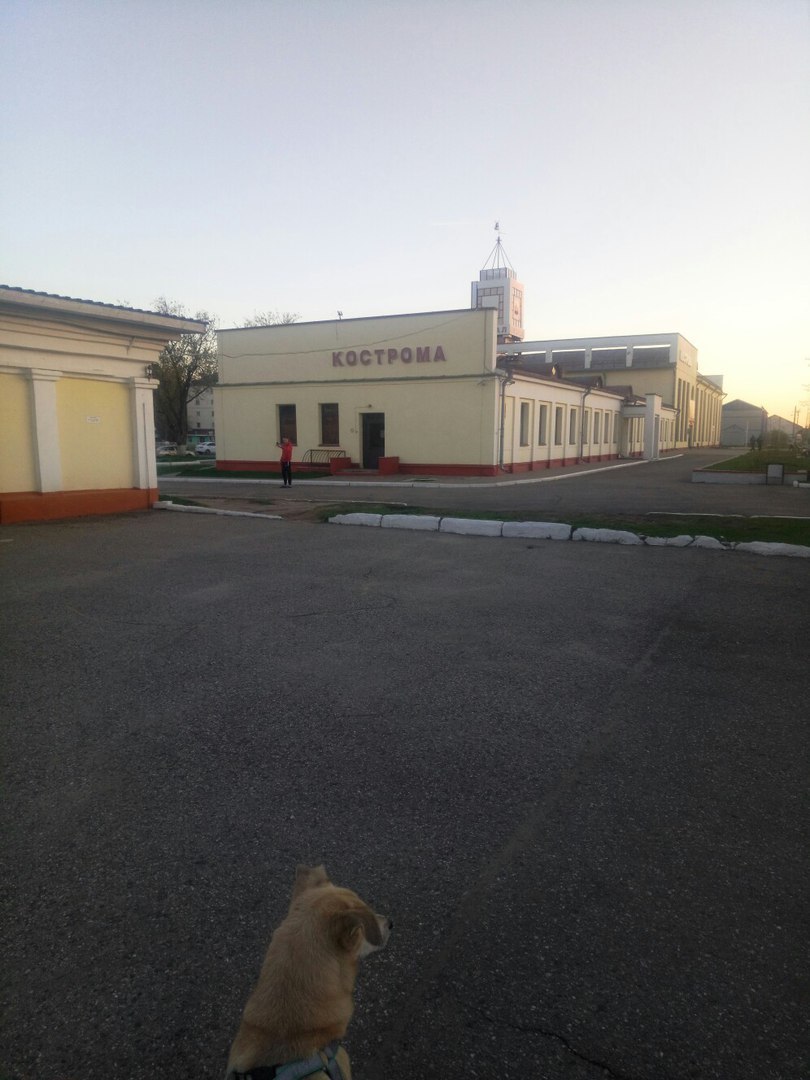 On a trip with a dog - My, Dog, Relocation, A train, Travel in Russia, Personal experience, Longpost