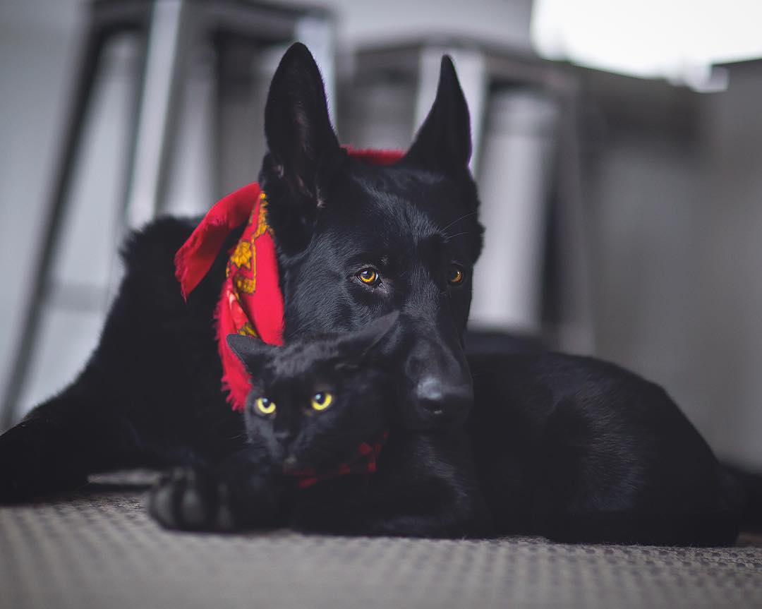 Black cat and black dog from The Witcher - Witcher, The Witcher 3: Wild Hunt, Black cat, , Longpost, Dog, cat