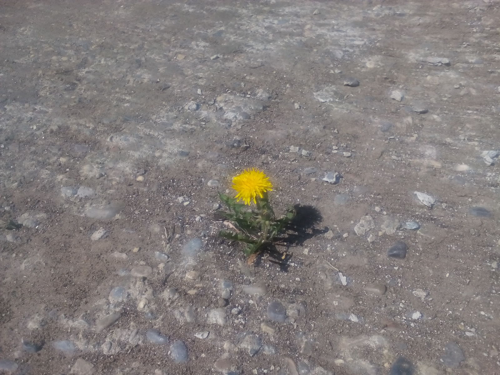 Just dandelion - My, Flower, Flowers, Dandelion, Power of nature, Nature and man, Spring, Nature