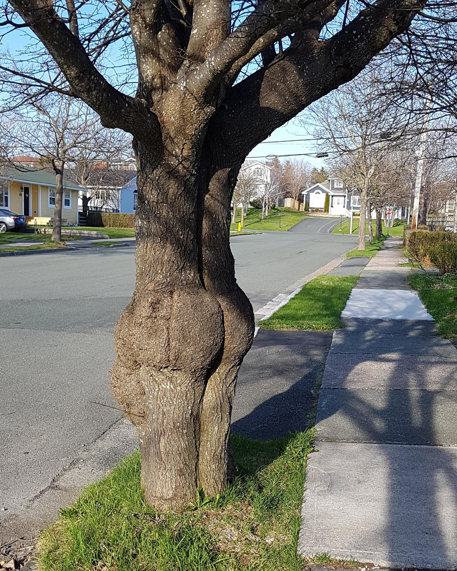 Секс около дерева ретро