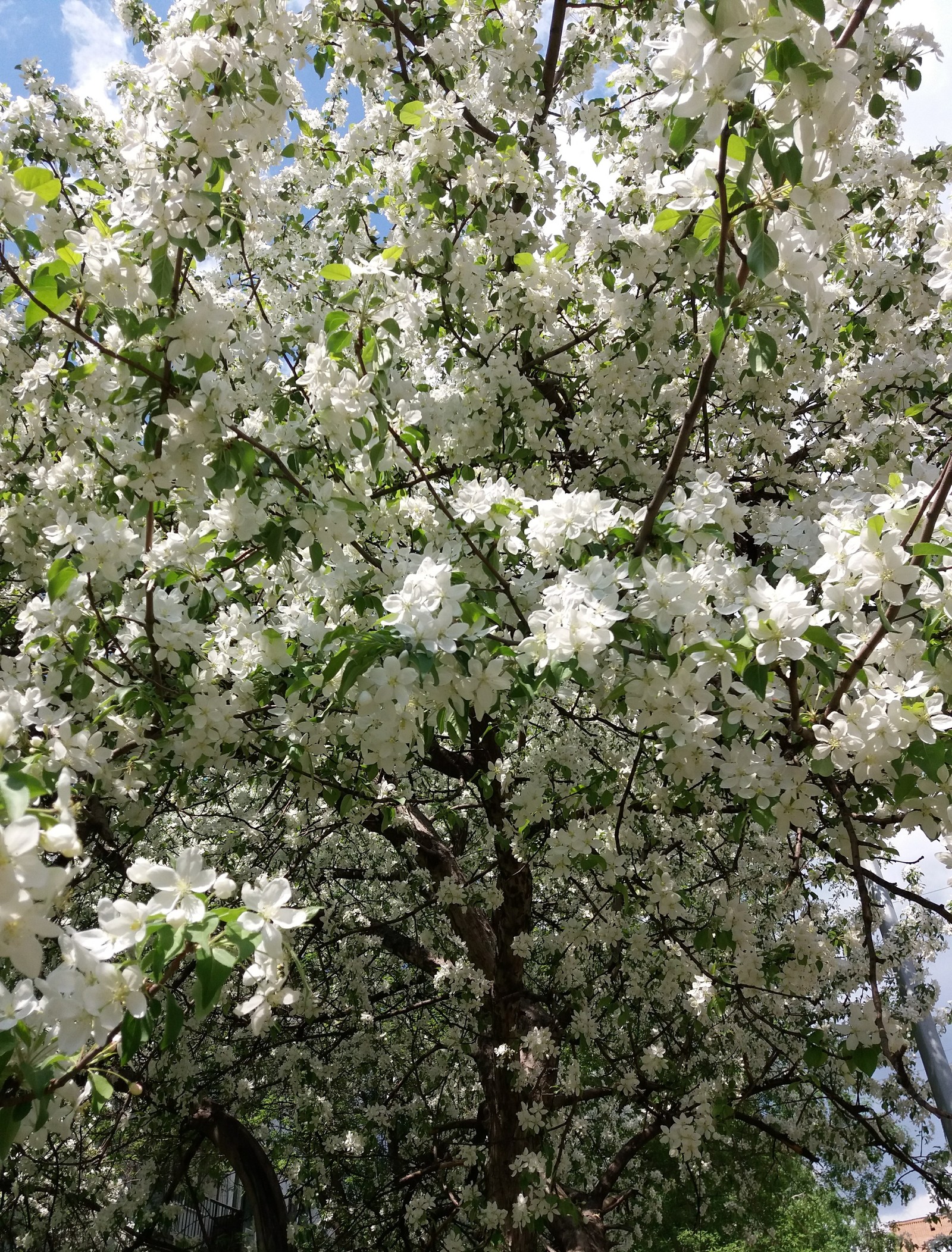 Apple blossom. - My, Spring, Apple tree, Longpost