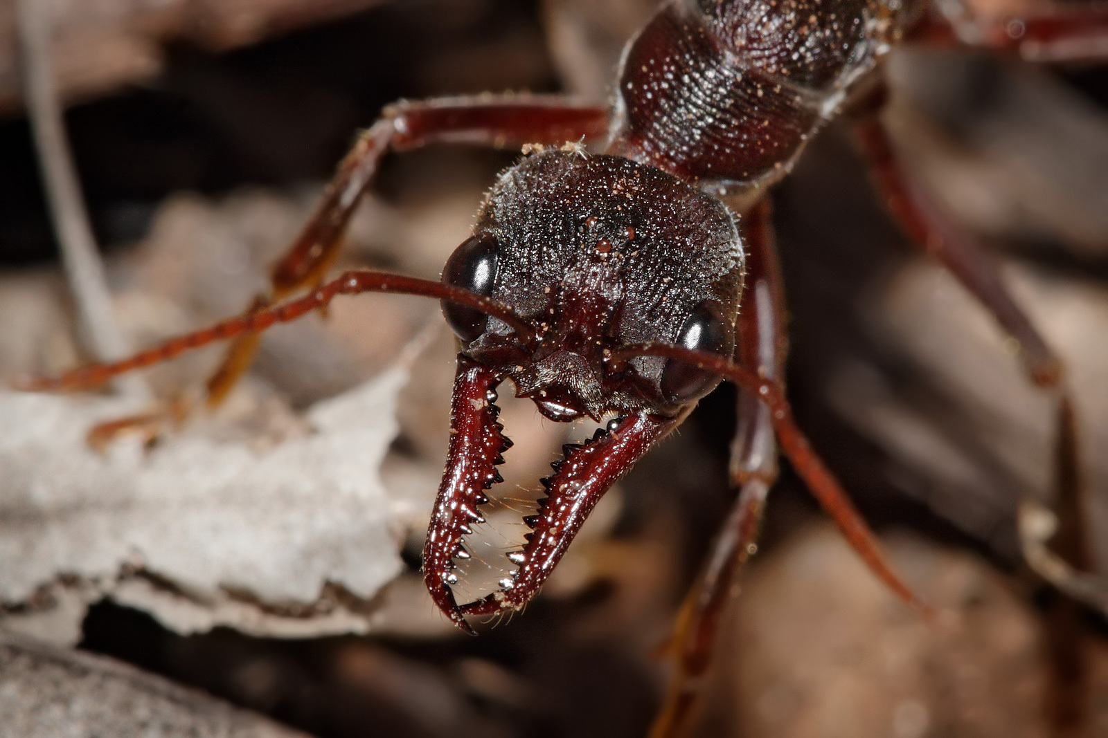 Unpleasant animals living in Australia or 8 reasons why don't we go to Siberia? - Animals, Insects, Longpost, Spider