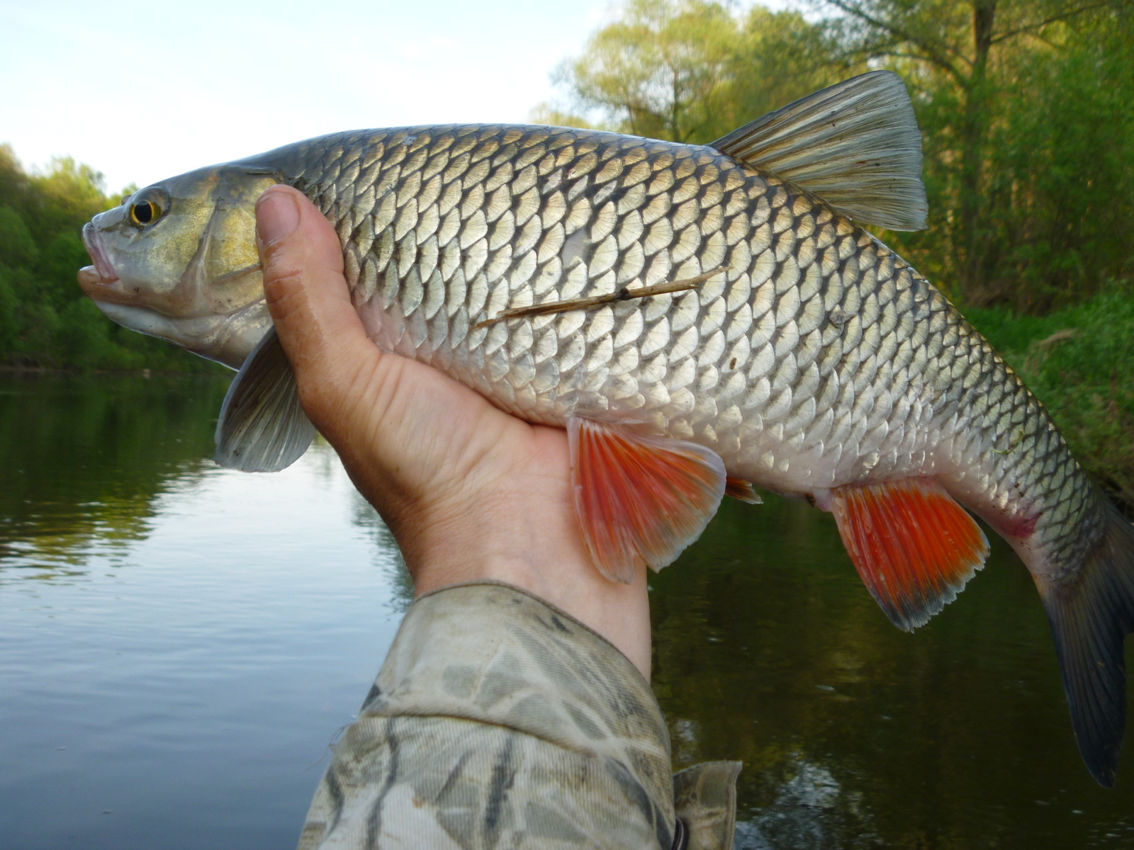 May fishing - My, Fishing, Chub, Longpost