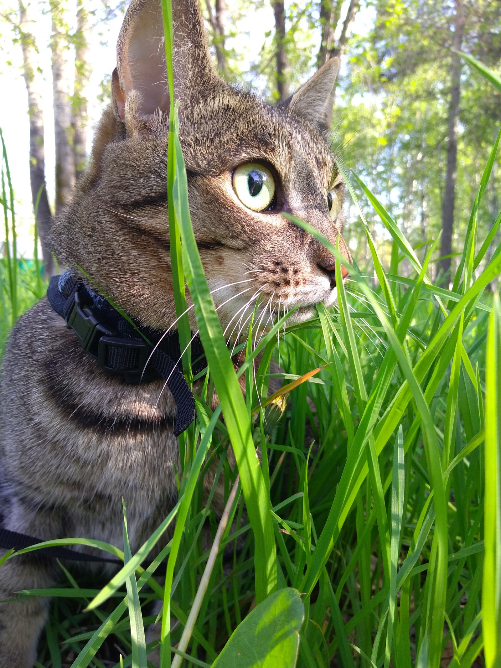 First time on the street - My, cat, Walk