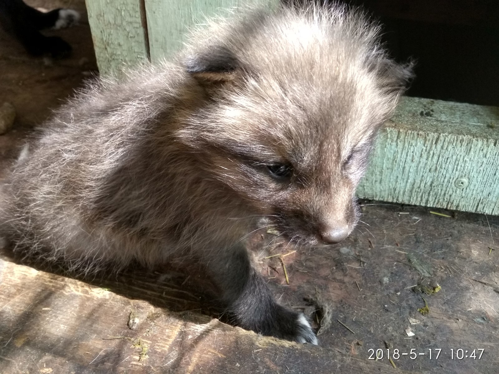 Population explosion in canines at the Penza Zoo. - My, Penza Zoo, Fox, Canines, Demography, Longpost