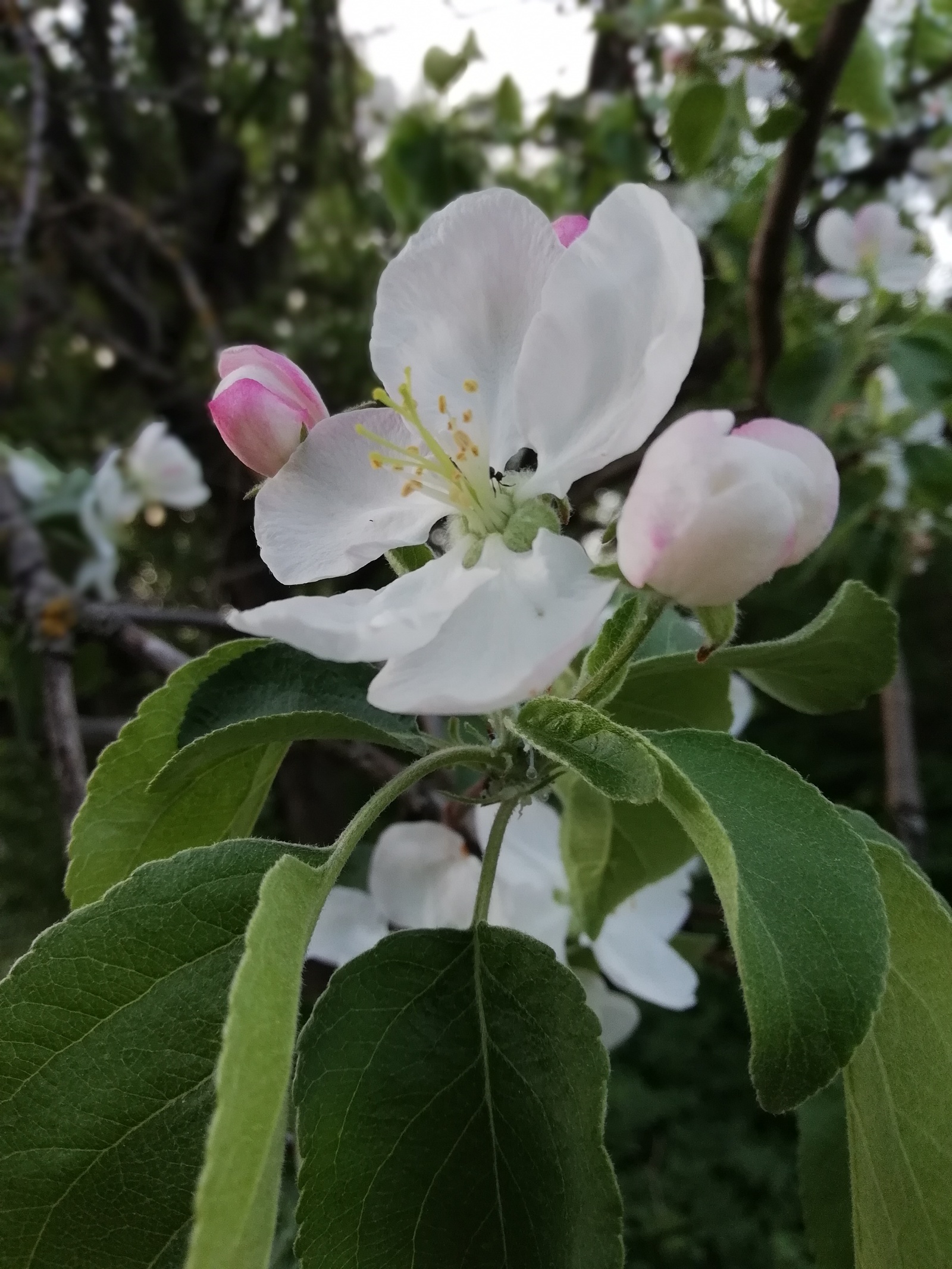 Apple blossom. Spring last weeks. - My, , The photo, Apple tree, Apple blossom, Longpost