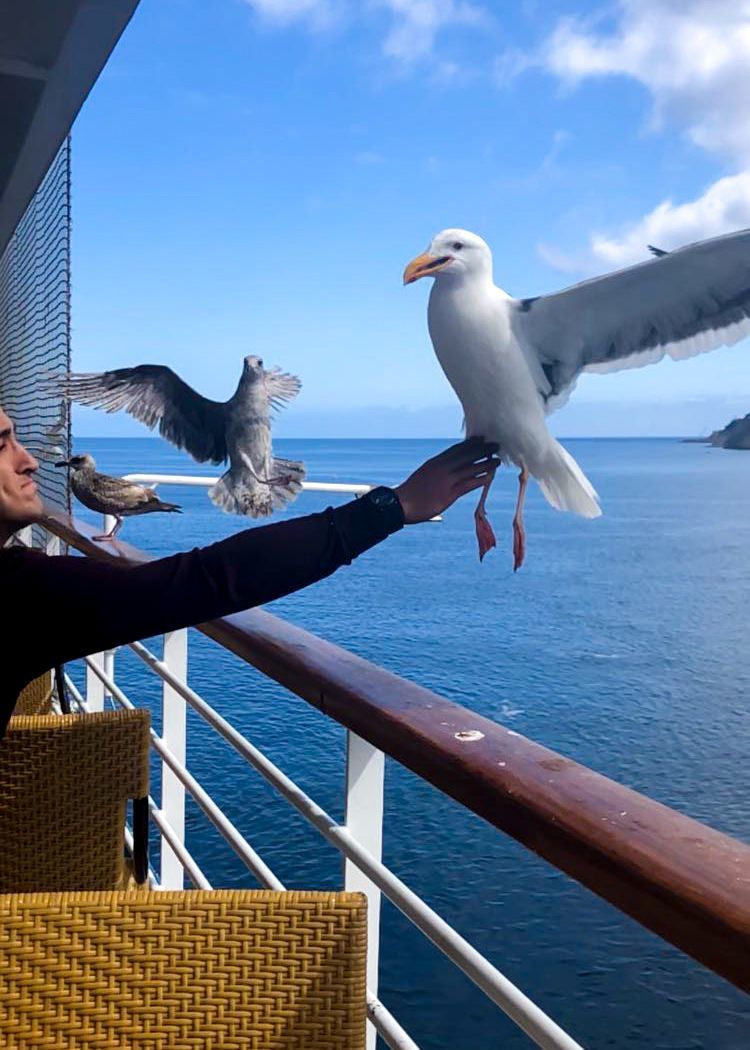 Scratch my belly! - Seagulls, Birds, Lucky shot, From the network, Lucky moment