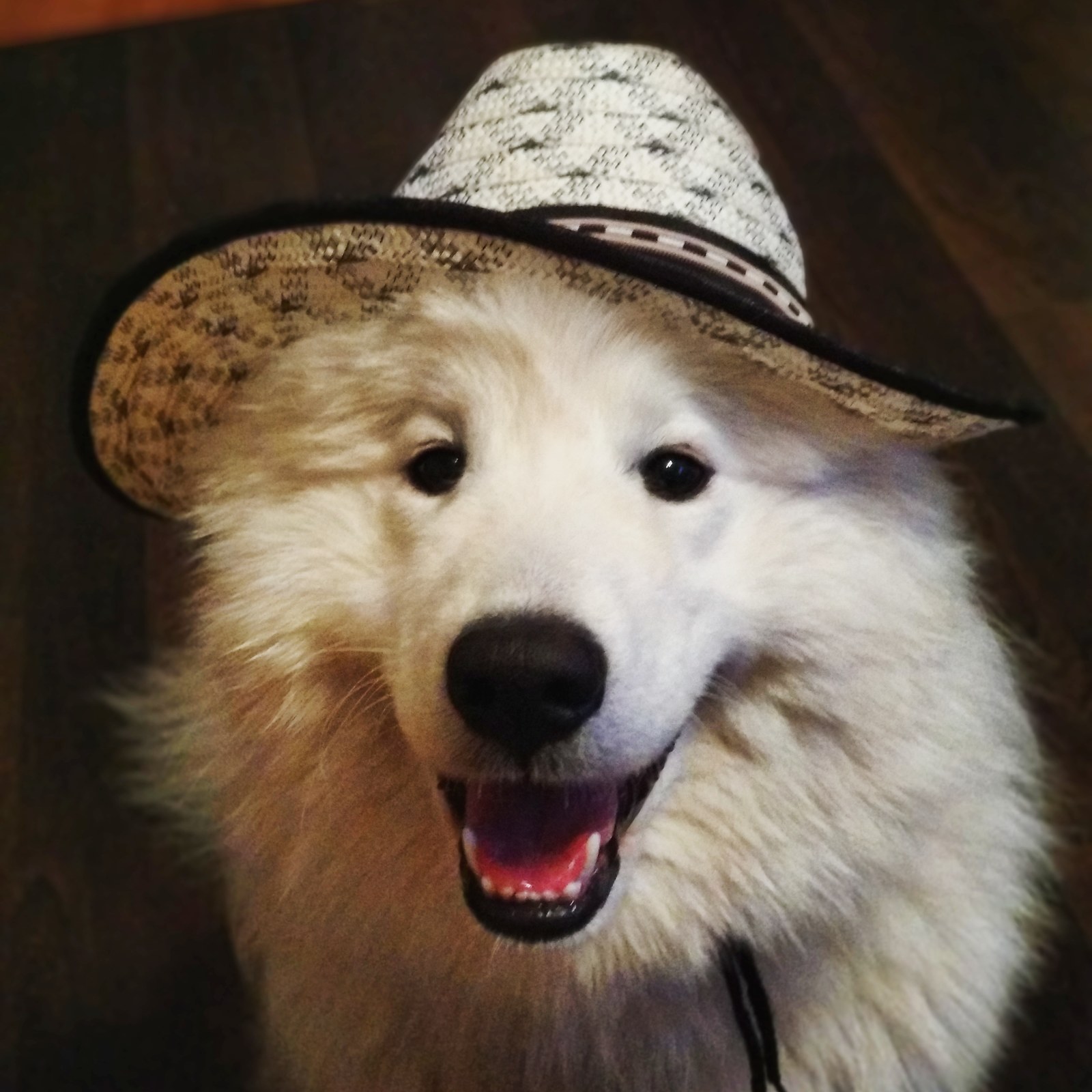 Ready for the summer sun - My, Dog, Samoyed, , Milota