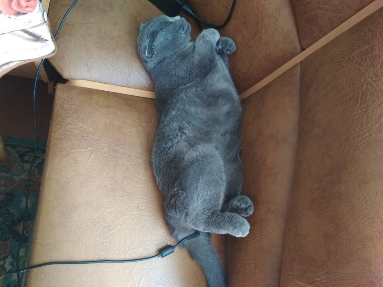 Your cat is dead. Кот батарея разряжена. Кот батарейка разрядилась. Кот на зарядке аккумулятора. Котенок разряжается на шпагат чем помочь