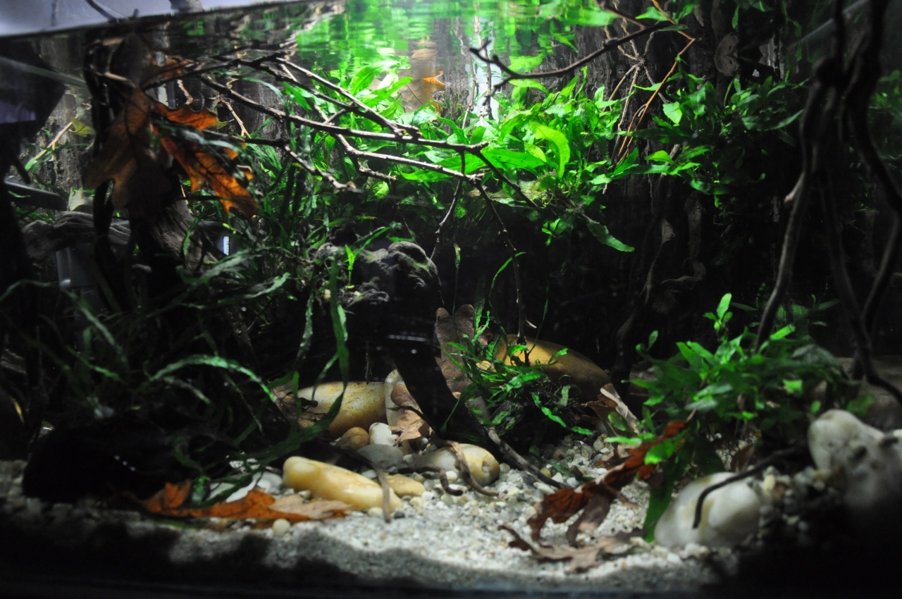 A selection of biotope jars - Aquarium, Biotope, beauty, Longpost