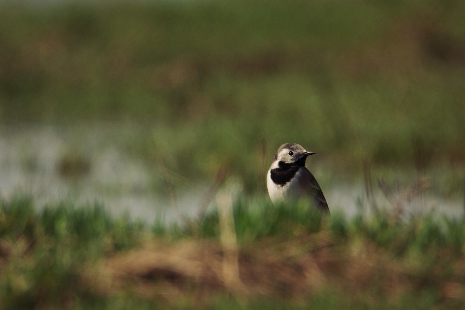 Few portraits - My, My, Friday tag is mine, The photo, Nature, Animals, Hare, Longpost