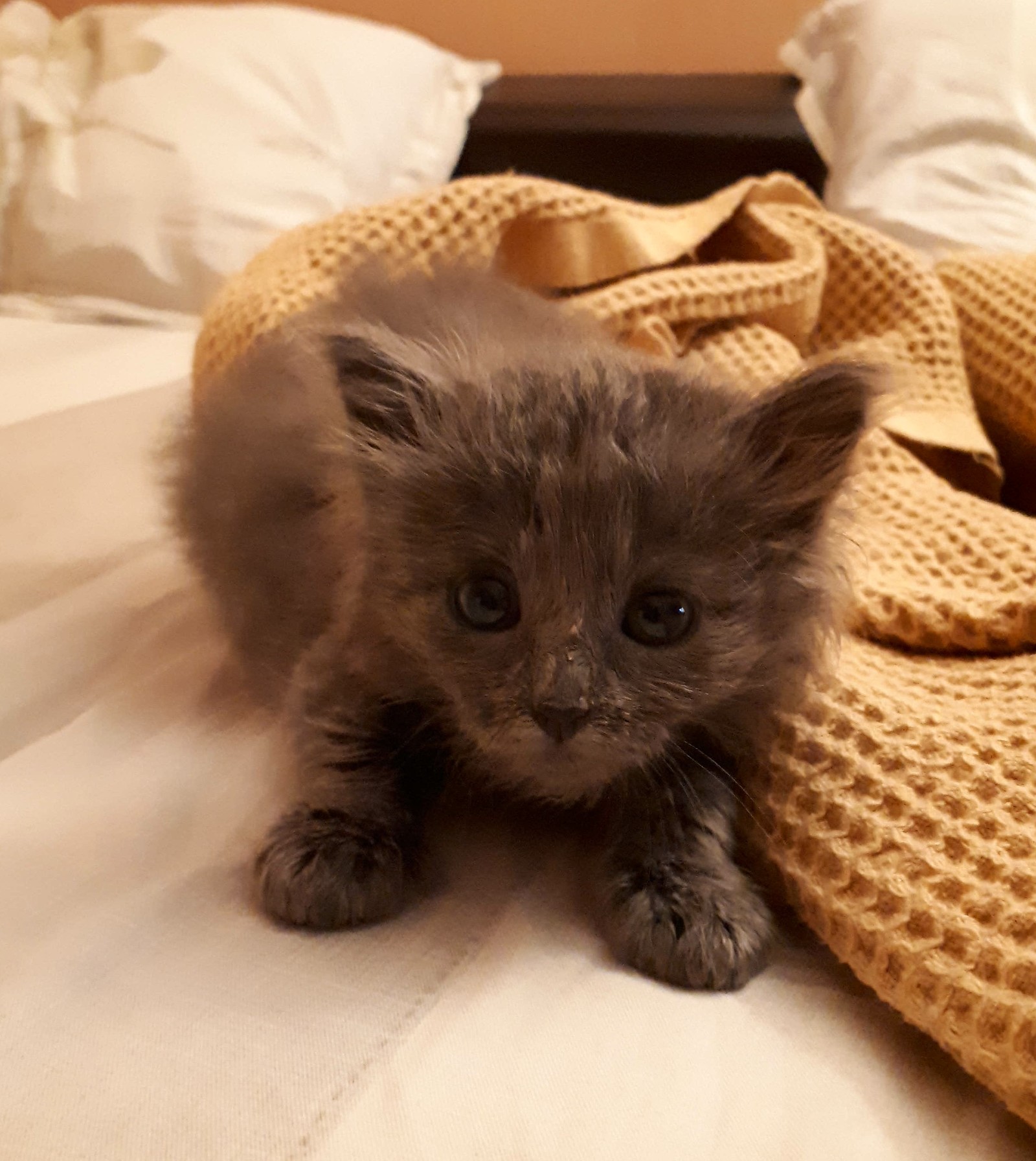 Взросление кота. | Пикабу