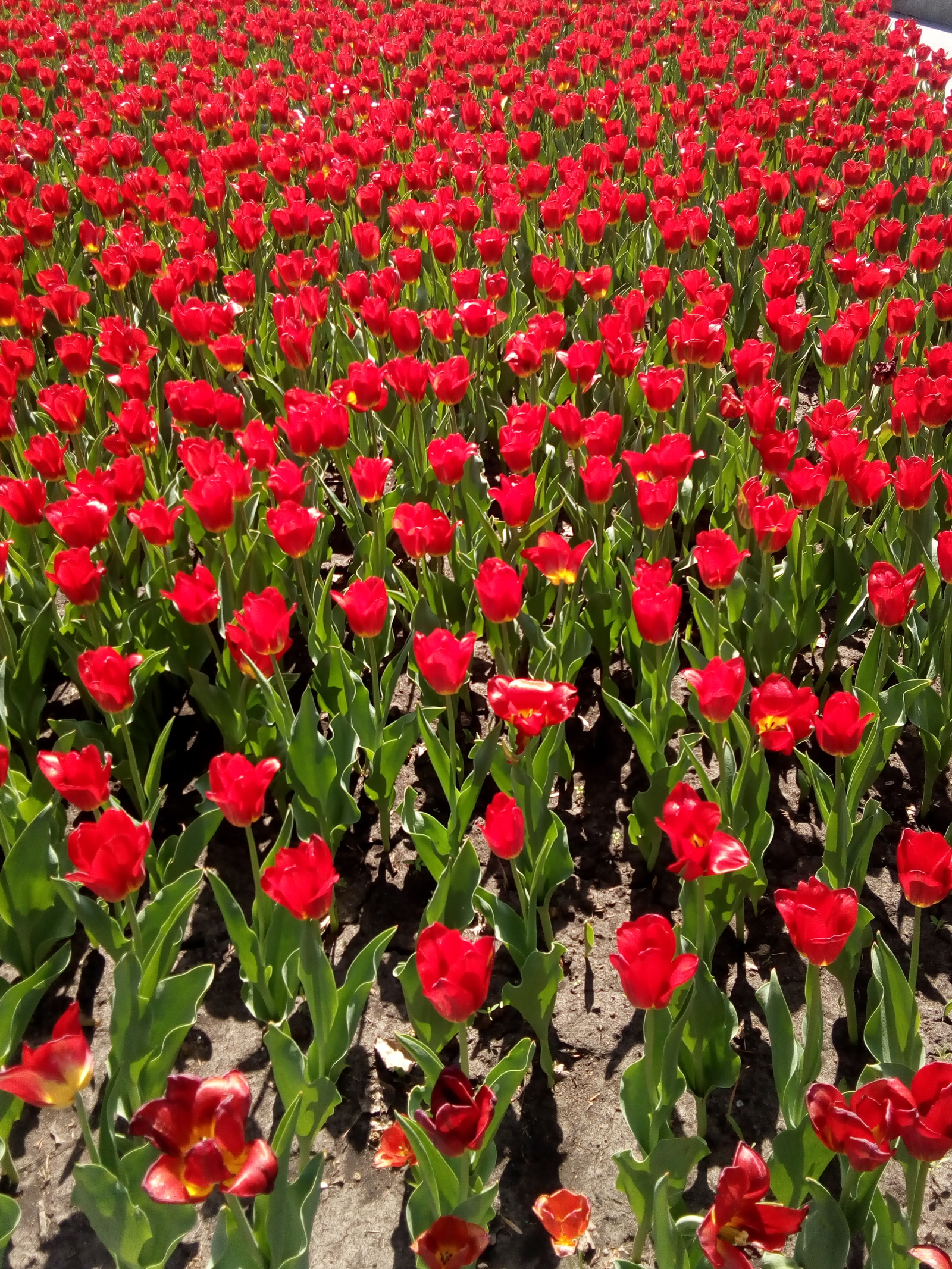 Tulips - My, Tulips, beauty, Flowers