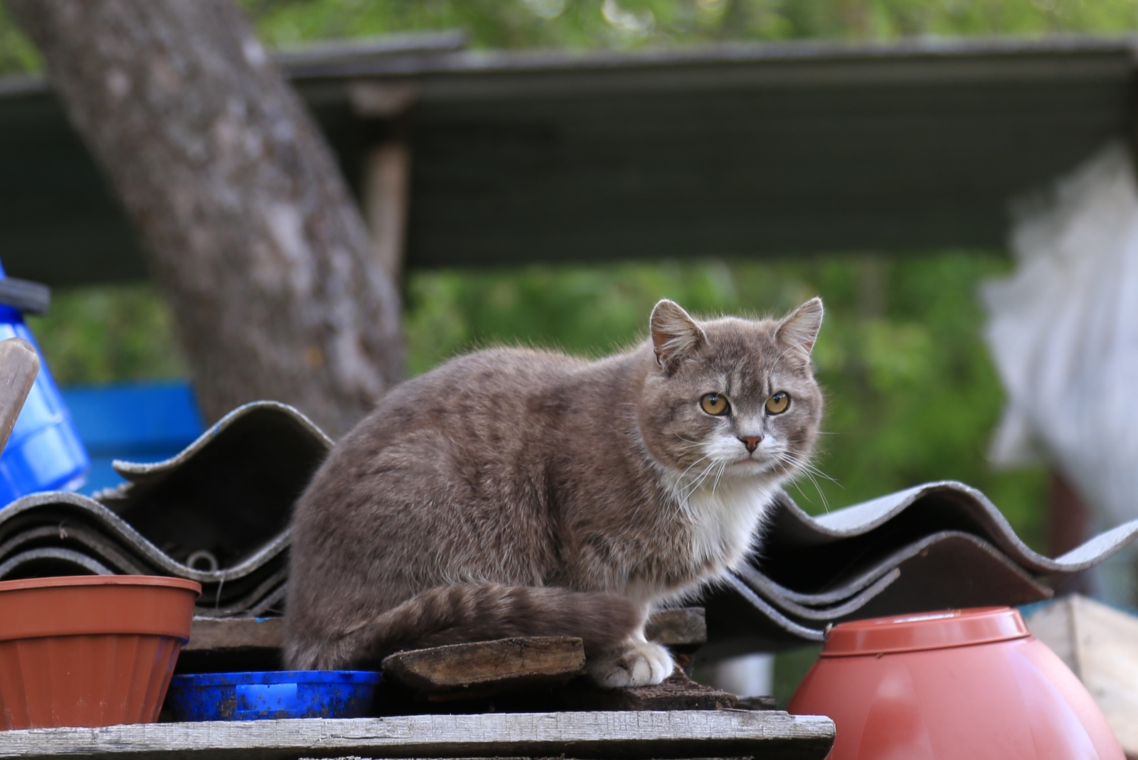 village catamafia - cat, The photo