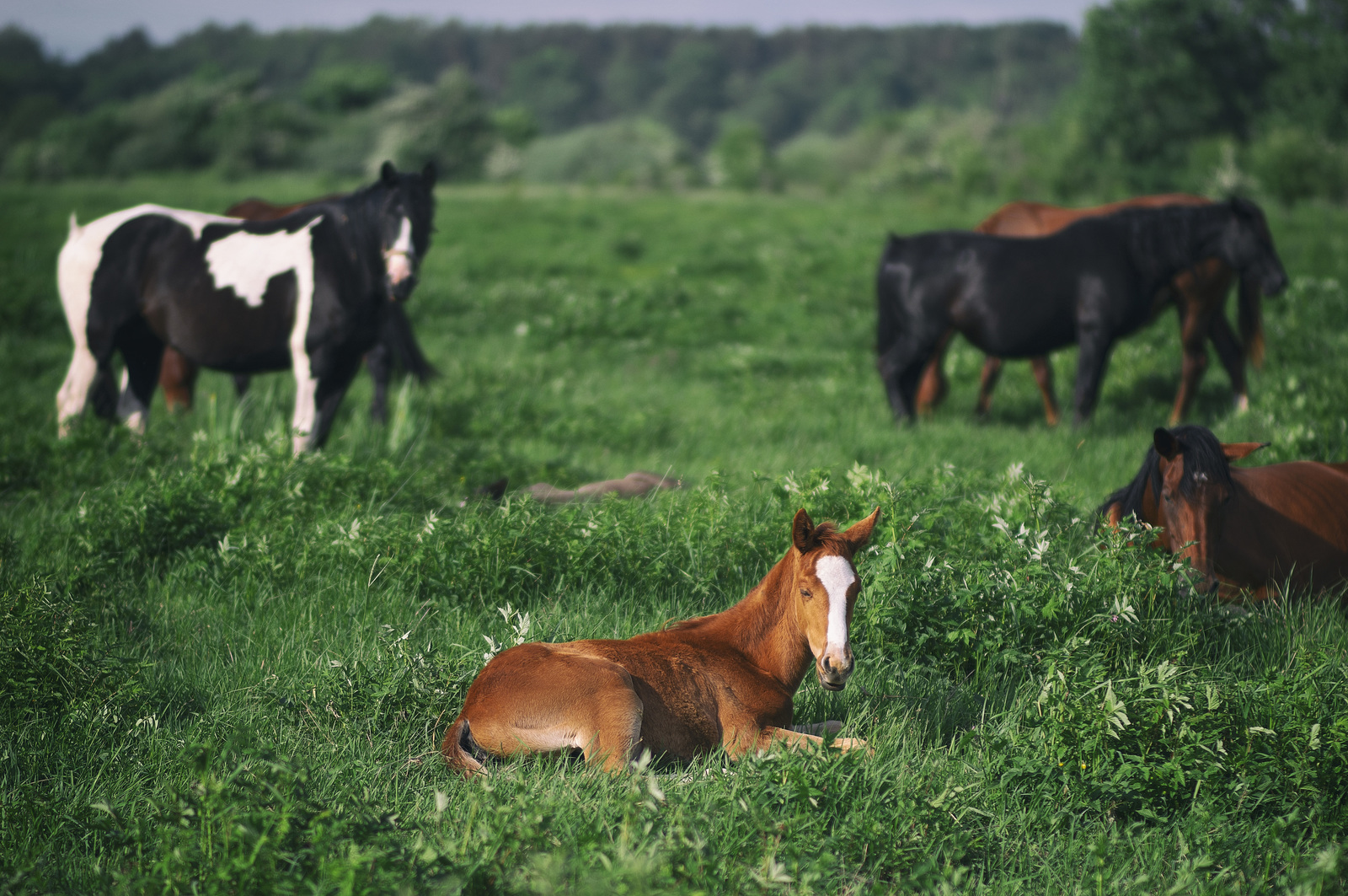 Traveled to the area... - My, Horses, Horse, Horses, Pentax k-3, Longpost, Kaliningrad region, 