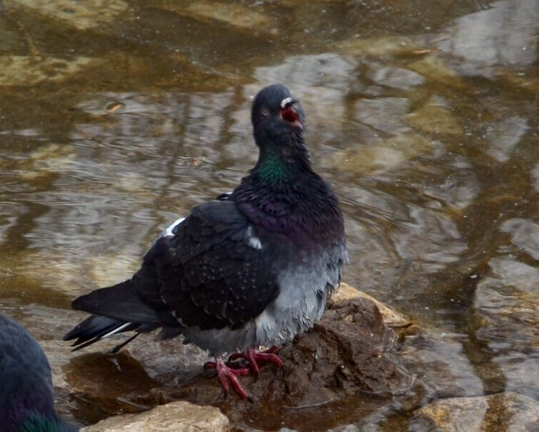 screeching pigeon - My, Pigeon, The photo, Memes