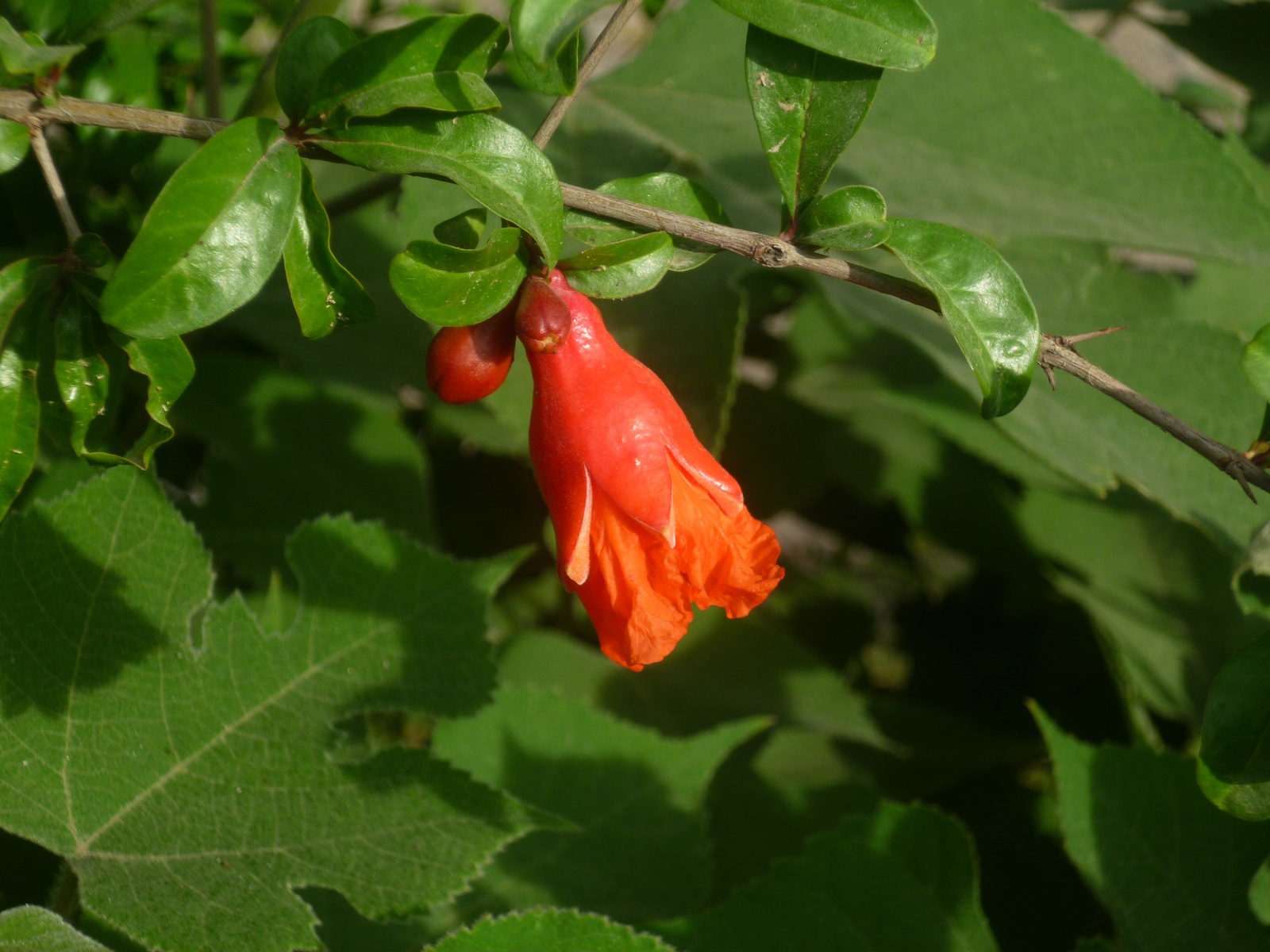 pomegranate flowers - My, Flowers, Bud, Nature, Tajikistan, Longpost