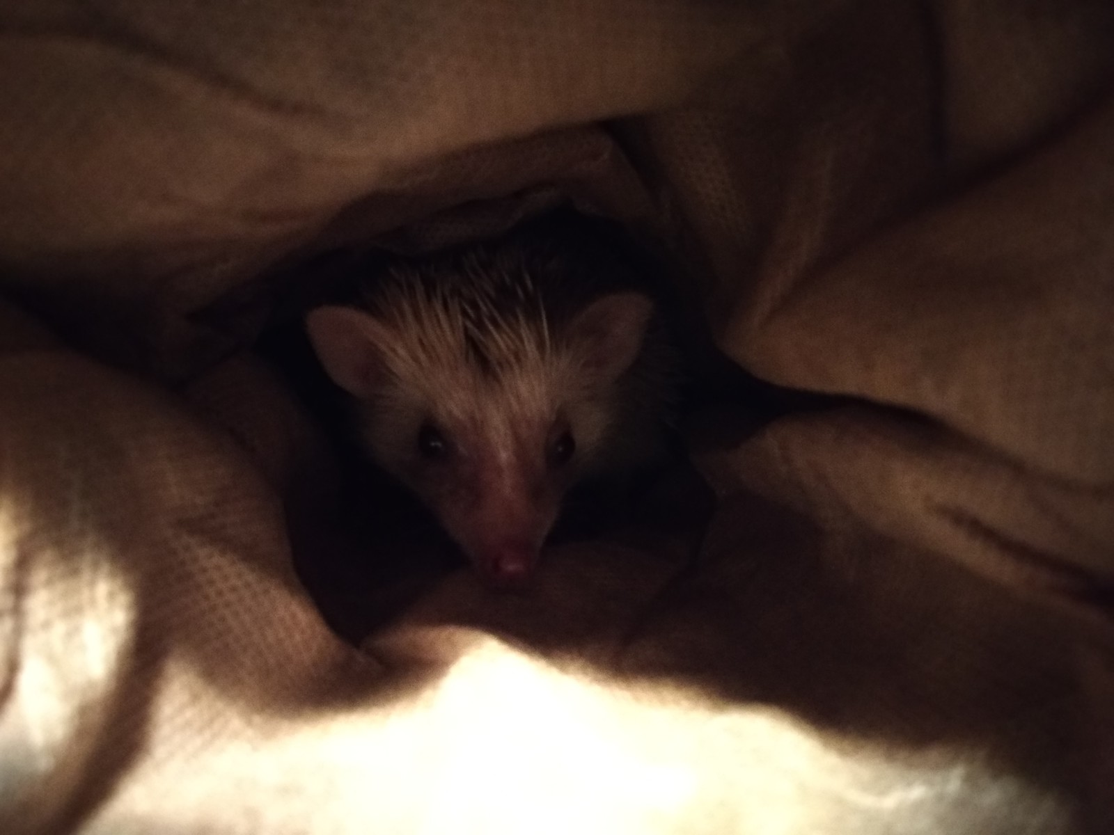 Friends decided to surprise with a gift - My, African pygmy hedgehog, Pets, Longpost