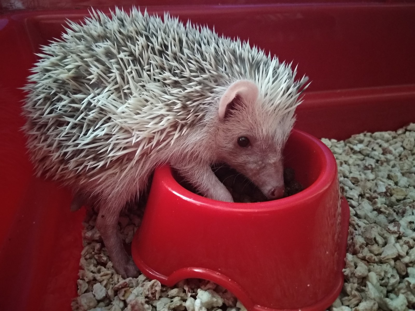 Friends decided to surprise with a gift - My, African pygmy hedgehog, Pets, Longpost