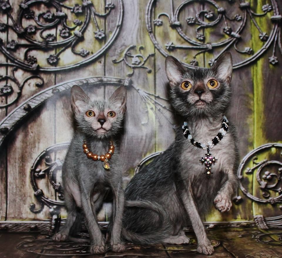 Кошки породы вампир | Пикабу