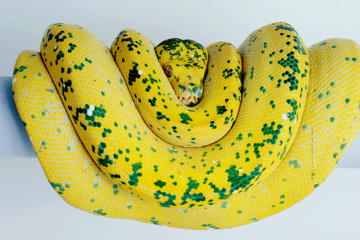 Such a different green tree python - My, Snake, Python, green python, Longpost