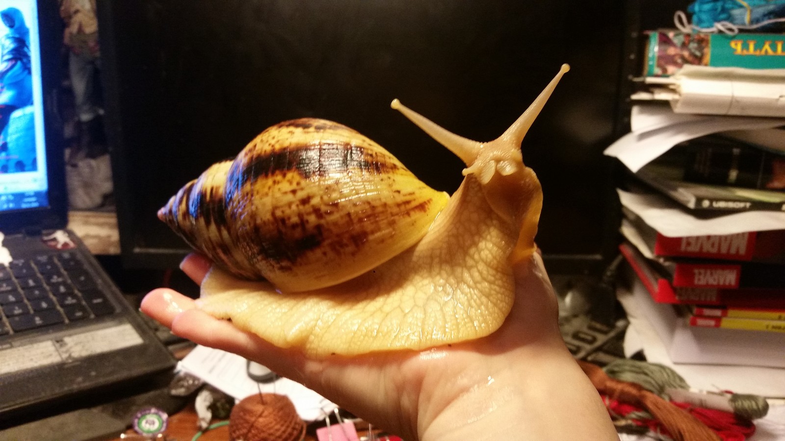 Sir Francis Drake, Achatina. - My, Snail, Achatina, , Pets, Longpost